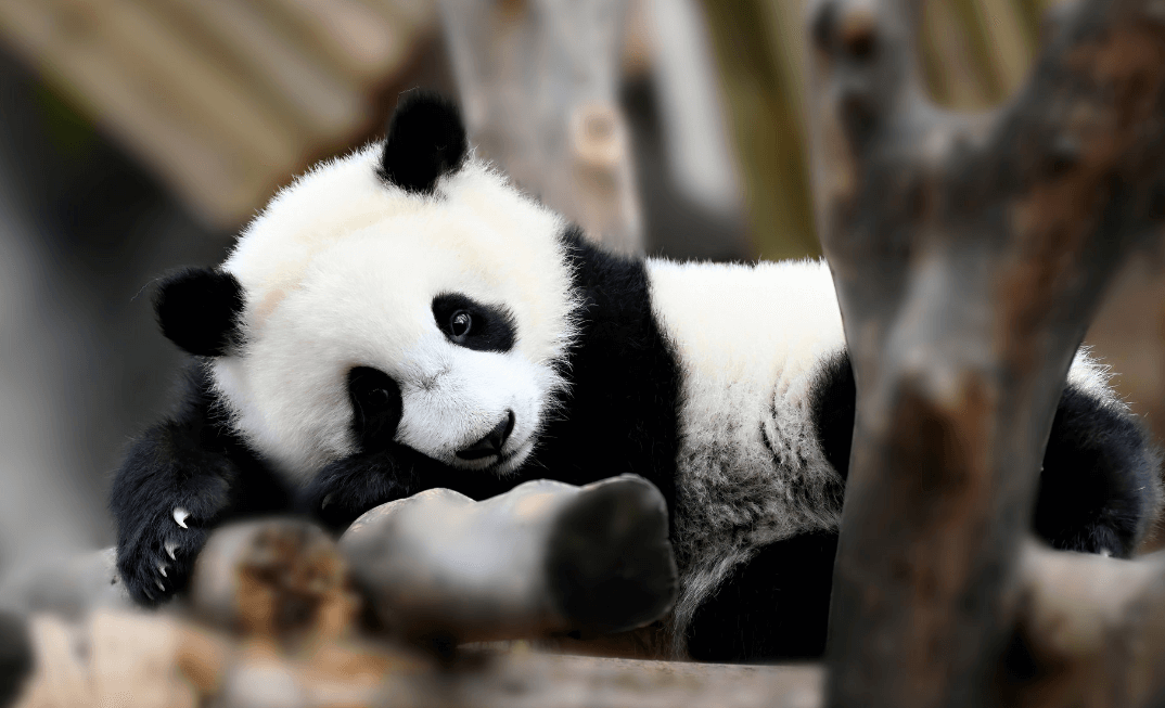 2 Days in Xian: Explore Donghan Folk Art & Enjoy a Relaxing Panda Adventure at Foping National Nature Reserve