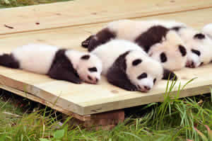 Top China Beijing Xian Guilin Chengdu Shanghai Tour Package with Panda