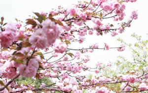 Spring Tours in Xian: Day Out For Cherry Bolossom & Temples