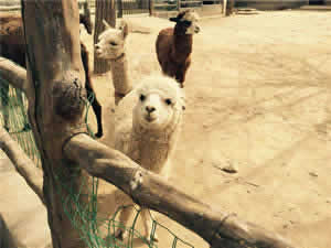 1 Day Xian Tour: Private Xian Tour of  Qinling Wildlife Park Sightseeing
