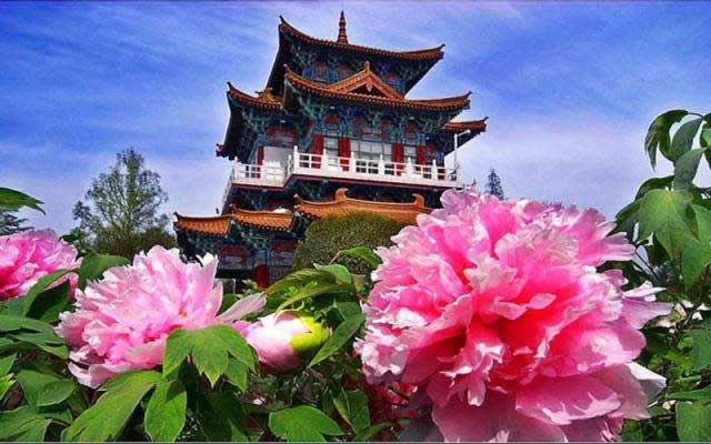 Luoyang Peony Blossom Day Tour From Xian by Bullet Train