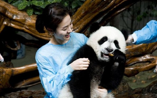 Xian China Tour with Chengdu Panda Base