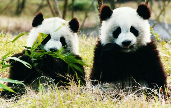 Chengdu-Panda-Breeding-and-Research-Centre