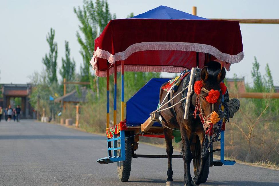 Special Donkey Cart Ride.jpg
