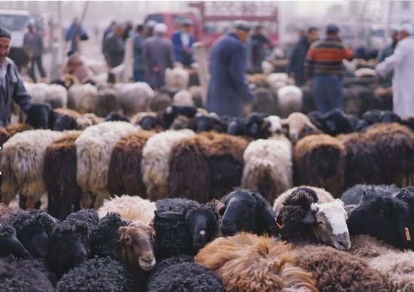 Kashgar Livestock Market.png