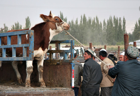 Kashgar Livestock Market_03.png