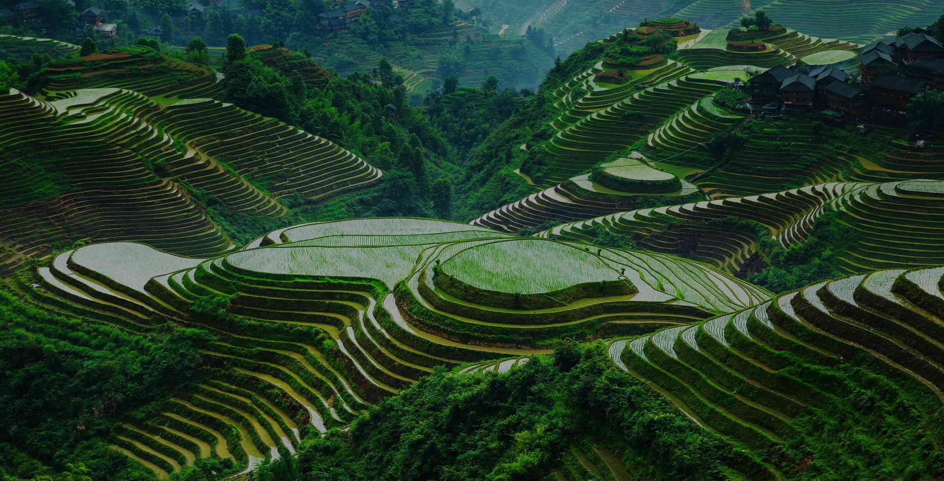 Longji-Rice-Terraces-View