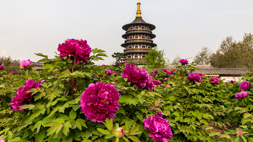 Luoyang-National-Peony-Garden