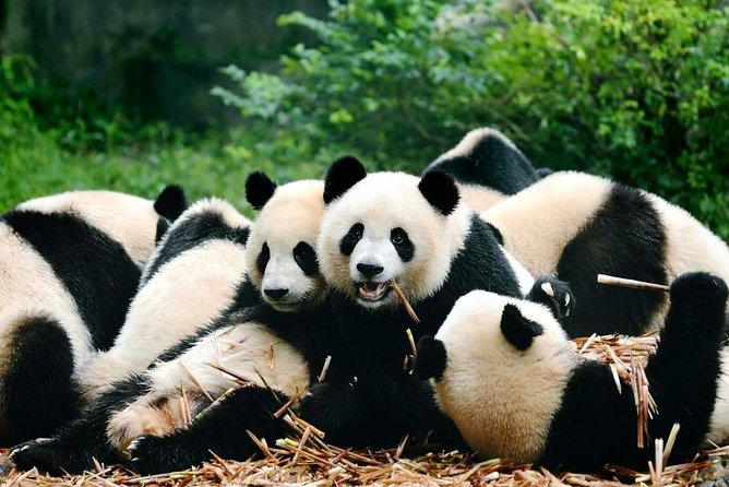 Chengdu-Giant-Panda-Base-Park