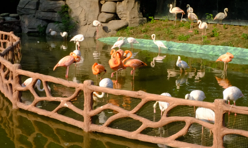 Xian-tour-Qinling-Wildlife-Park-Flamingo