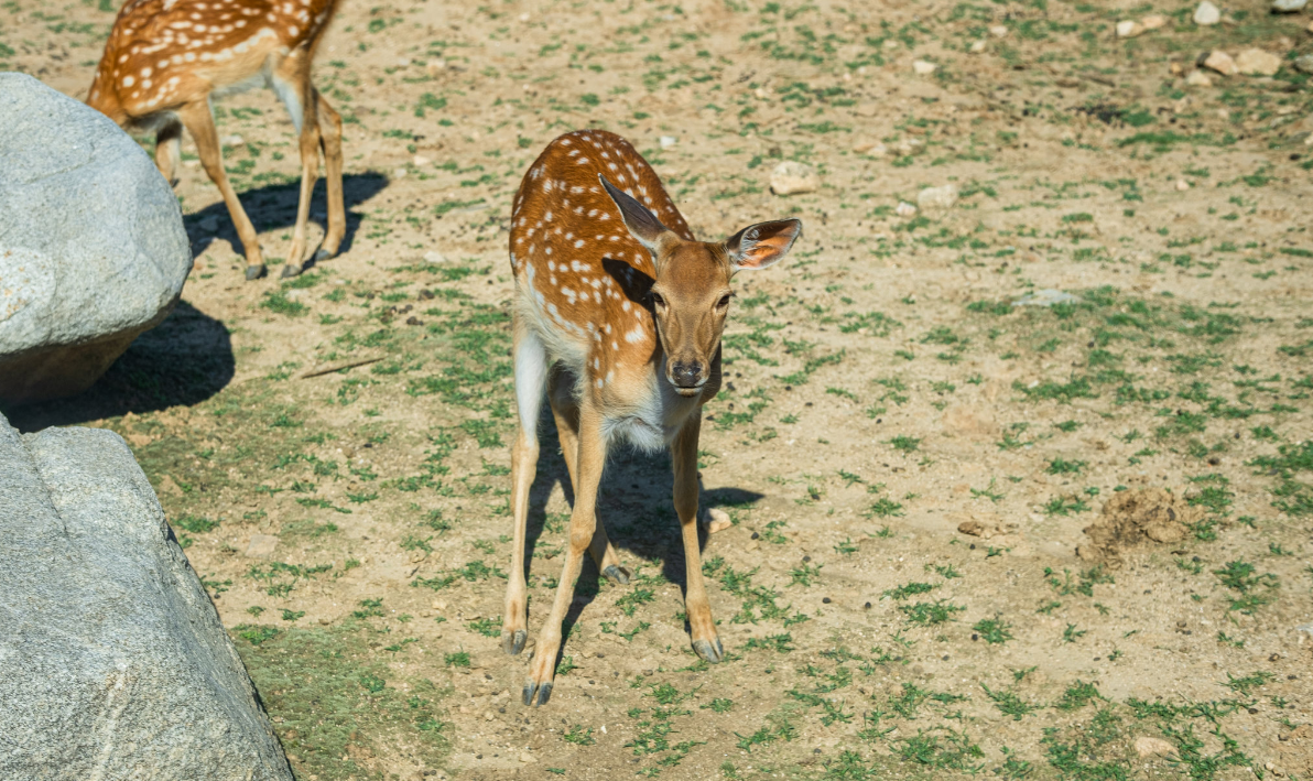 Xian-tour-Qinling-Wildlife-Park-animal