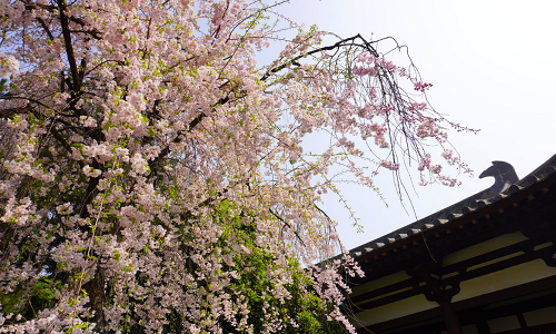 Xian-tour-cherry-blossoms-xian