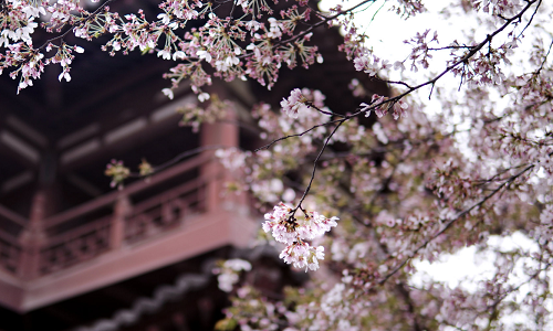 cherry-blossoms-xian