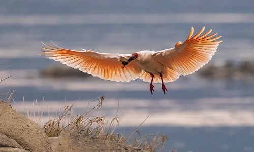 Chinese-Crested-Ibis-foping