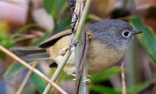 birdwatching-foping