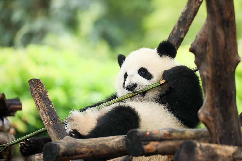 Chengdu-Research-Base-Of-Giant-Panda-Breeding Chengdu-Research-Base-Of-Giant-Panda-Breeding