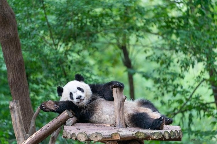 Giant-Panda Giant-Panda