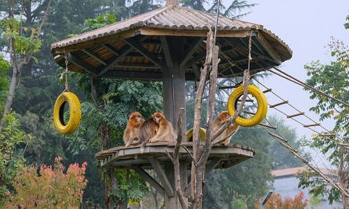 Snub-nosed-monkey-xian Snub-nosed-monkey-xian