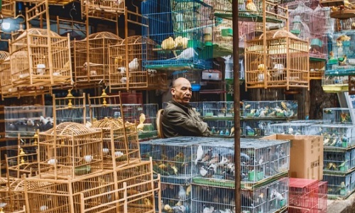 xian-tour-Flower-Bird-Market xian-tour-Flower-Bird-Market