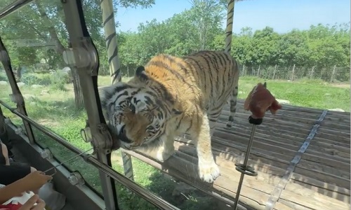 Safari-Experience-in-Xian Safari-Experience-in-Xian