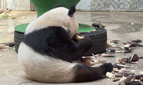 panda-in-Qinling-Wildlife-Park panda-in-Qinling-Wildlife-Park