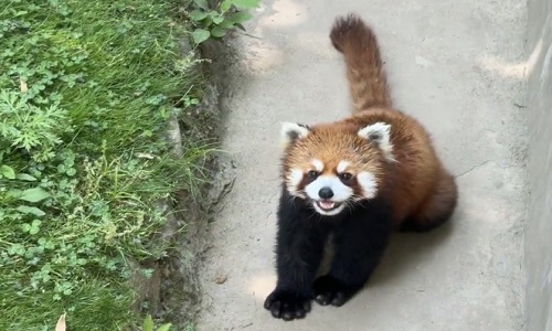 xian-Qinling-Wildlife-Park-panda-tour xian-Qinling-Wildlife-Park-panda-tour