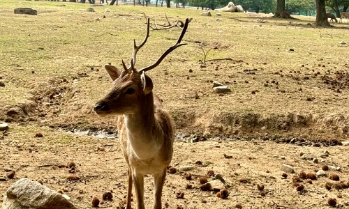 xian-Safari-Experience xian-Safari-Experience