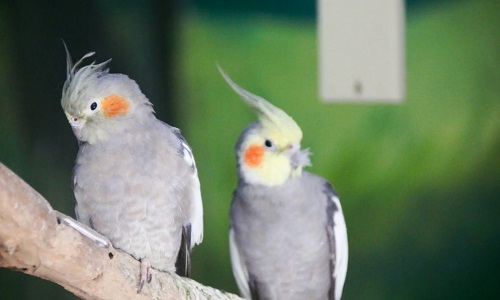 Bird-Paradise-Xian Bird-Paradise-Xian