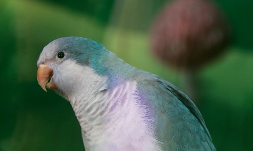 xian-Bird-Paradise xian-Bird-Paradise