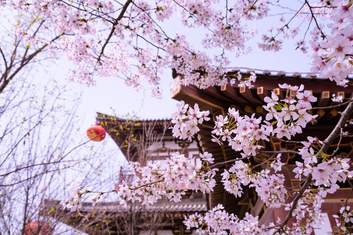 Qinglong-Temple-Cherry-Blossoms-01 Qinglong-Temple-Cherry-Blossoms-01