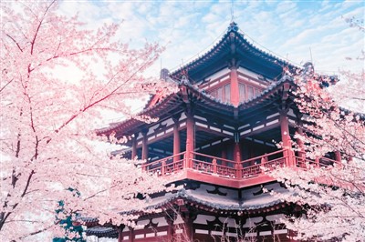 Qinglong-Temple-Cherry-Blossoms Qinglong-Temple-Cherry-Blossoms