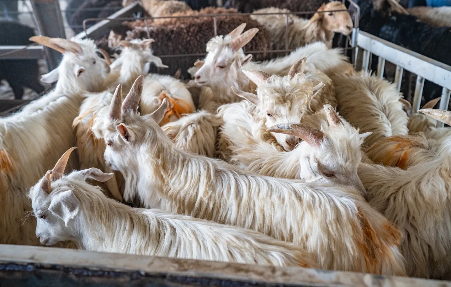 livestock-market-01 livestock-market-01
