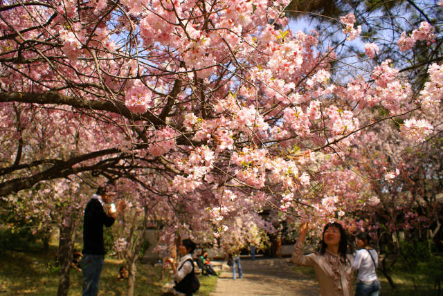 Cherry-Blossom-Festival Cherry-Blossom-Festival