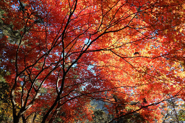 Red-Leaf-Festival Red-Leaf-Festival