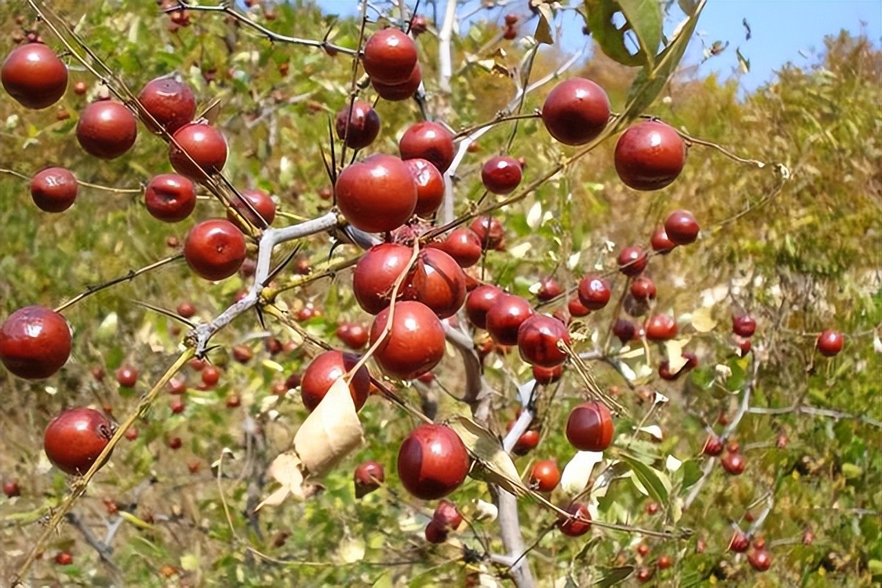 wild-jujube wild-jujube
